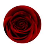 Anal Rose Adventure anal rose adventure